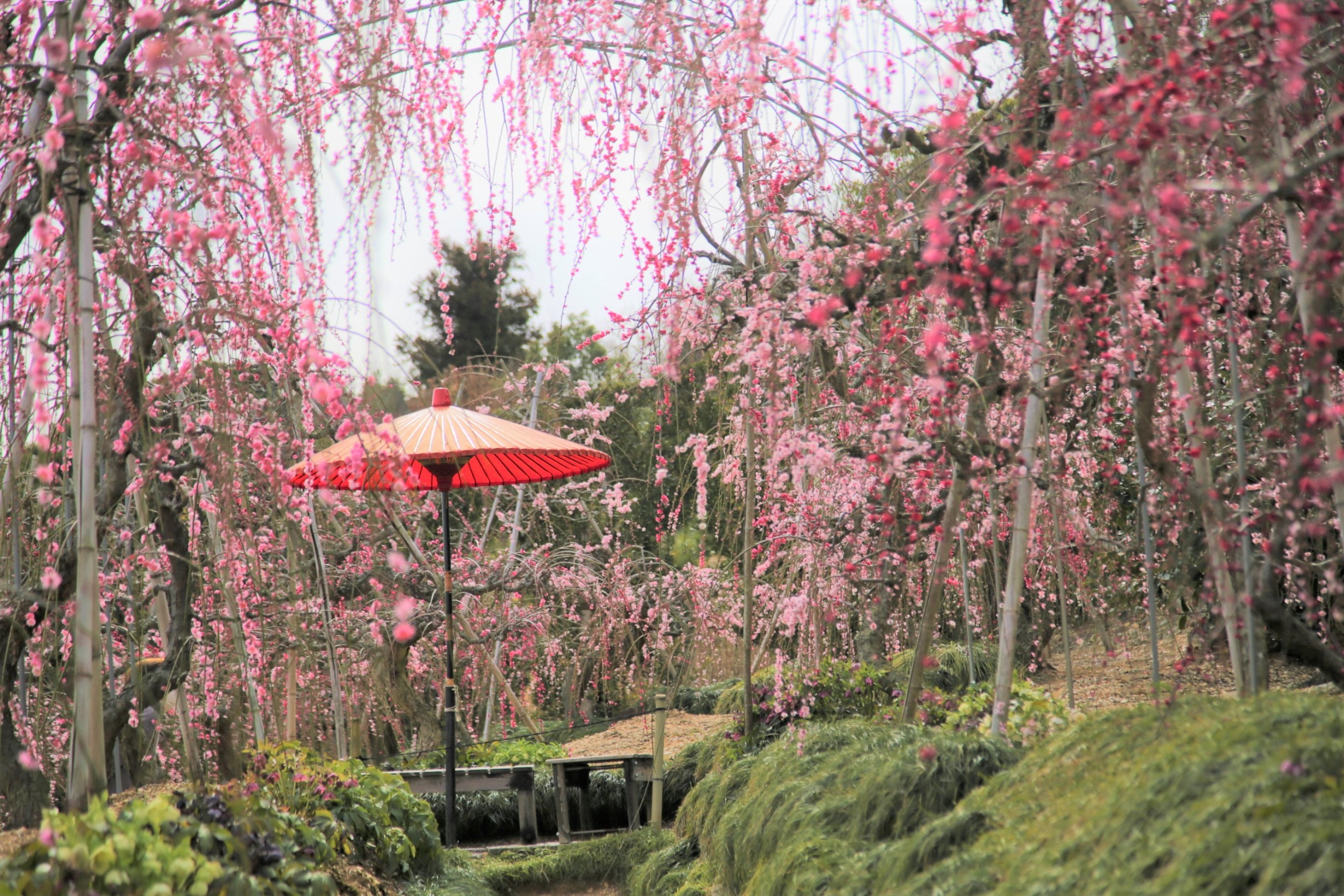 春がやってきました！梅の花が美しい大草山昇竜しだれ梅園へ！