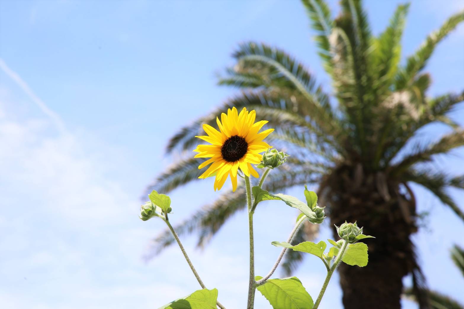 夏到来！ひまわりの咲く季節となりました。※エアコン修理承っております