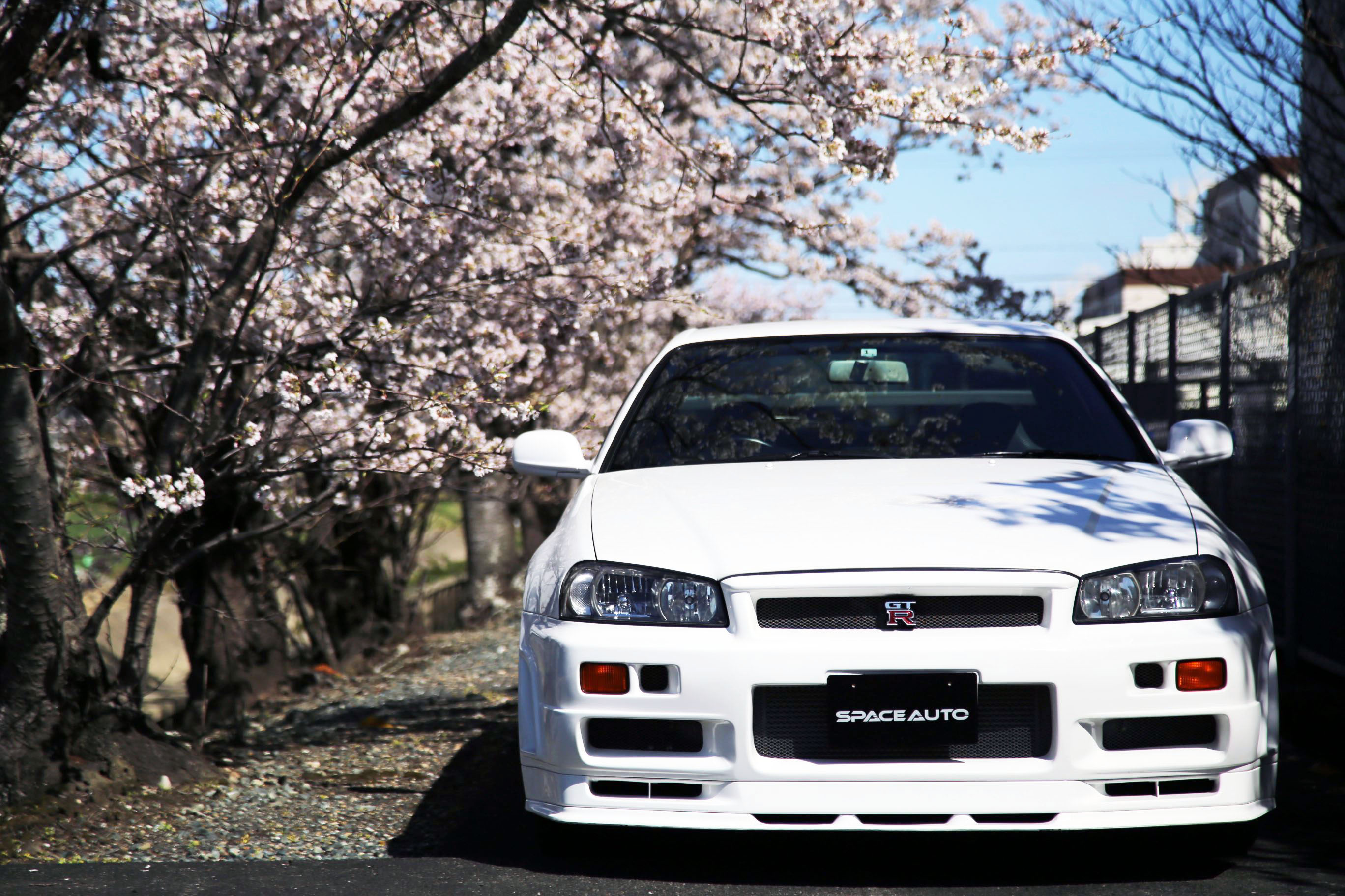 春が来ましたね。SPACEAUTOから徒歩10秒の桜、桜並木へ