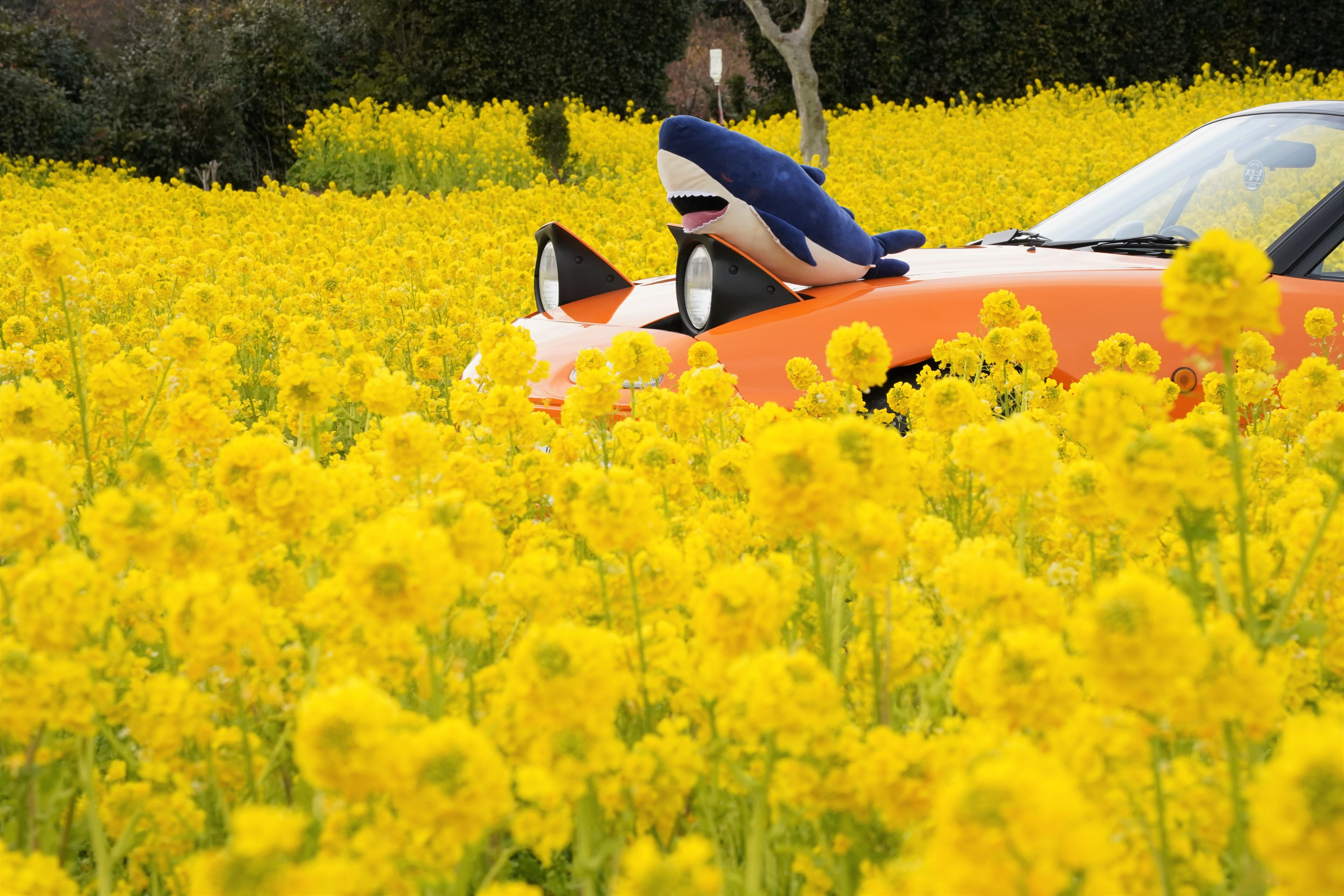 菜の花が綺麗に咲く季節となりました！｢愛車と菜の花を撮れるスポット｣【菜の花 愛車 撮影スポット】