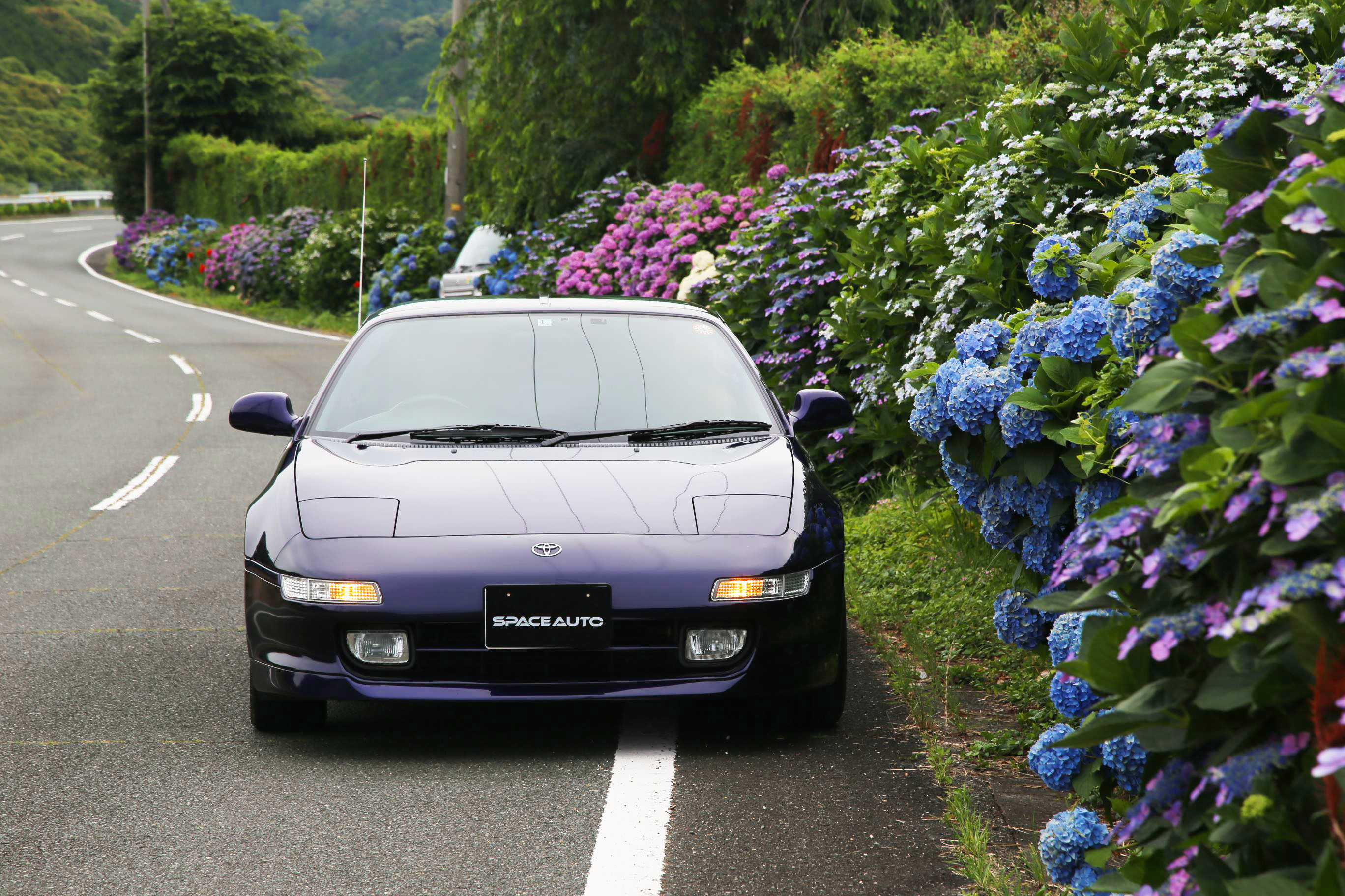 梅雨に突入！　紫陽花が綺麗に咲く季節がきました！